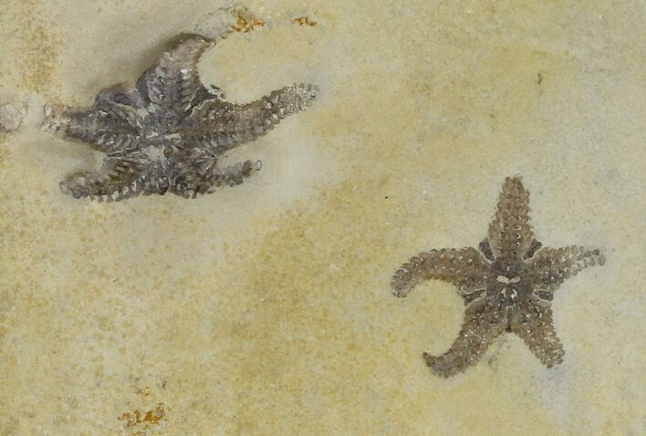 Two Triassic Brittlestar (Aspidura) Fossils - Germany #115469